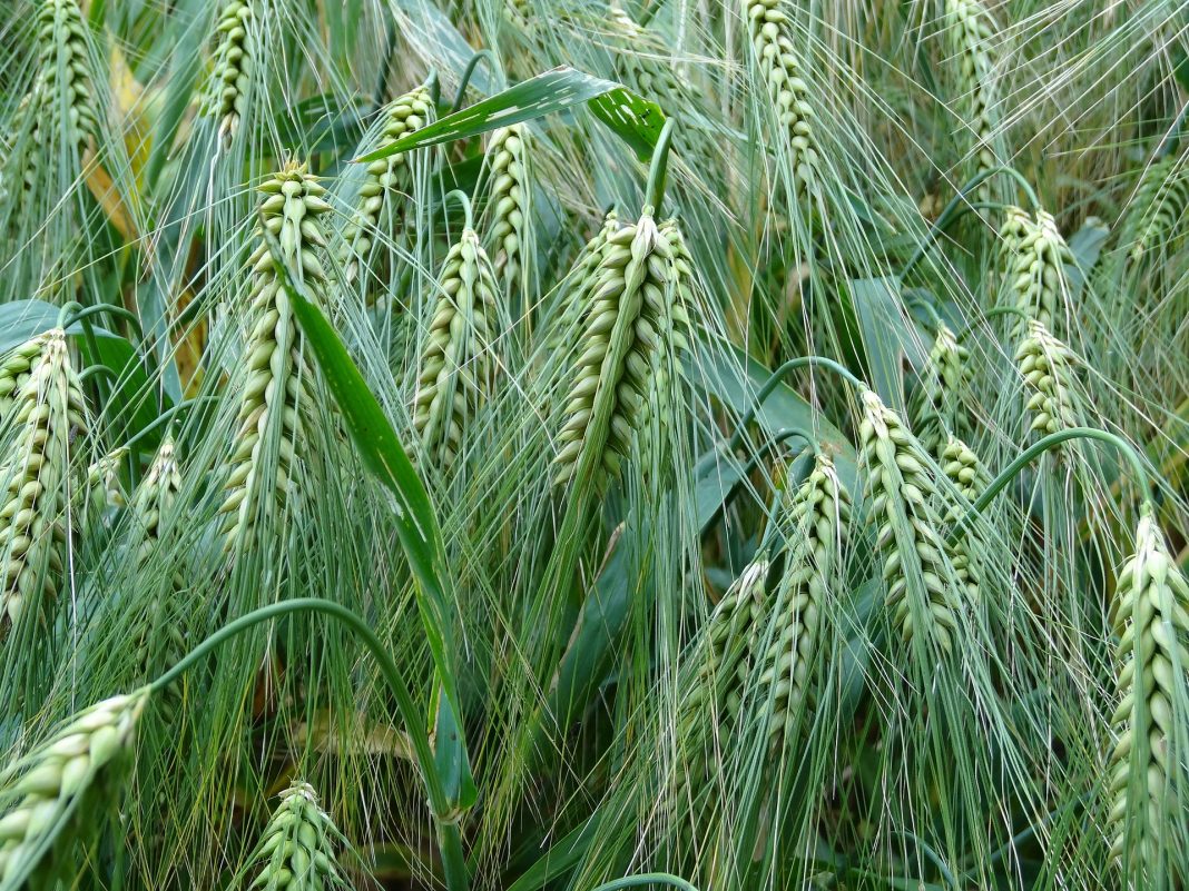 zboże