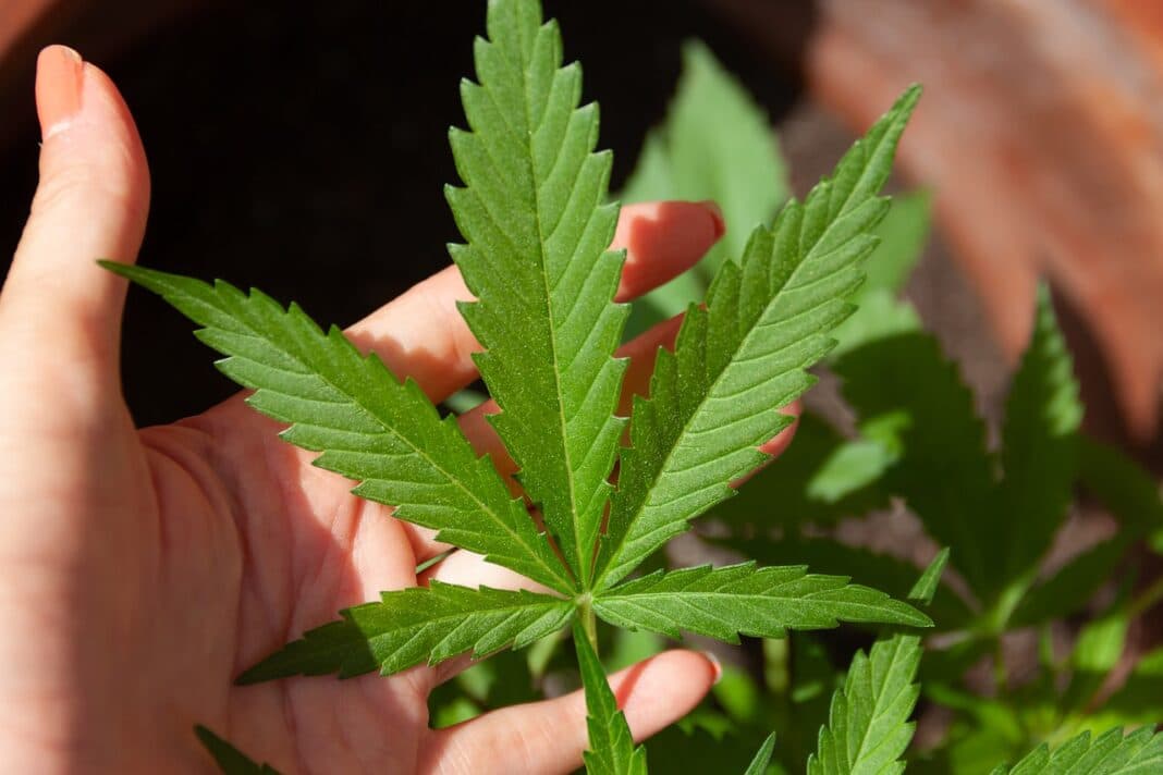 Marihuana thc